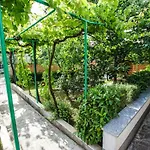 Vuceric פרוי